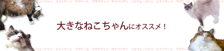 大きなねこちゃんにオススメ