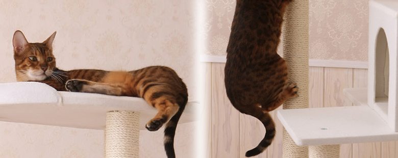 オリジナルキャットタワーMau